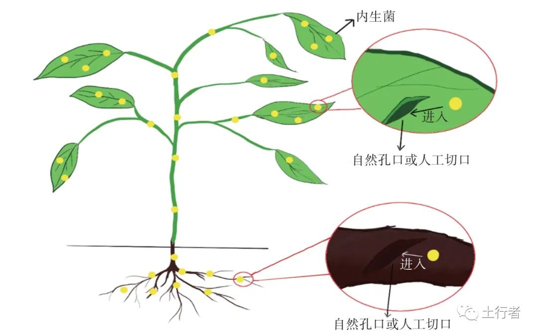 内生菌 植物联合修复污染土壤研究进展