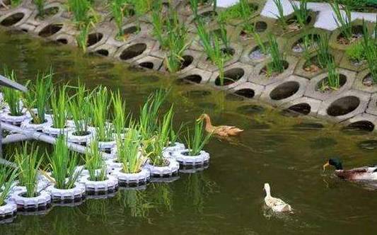 生态环境修复技术是什么意思_生态修复环境技术有哪些_生态环境修复技术